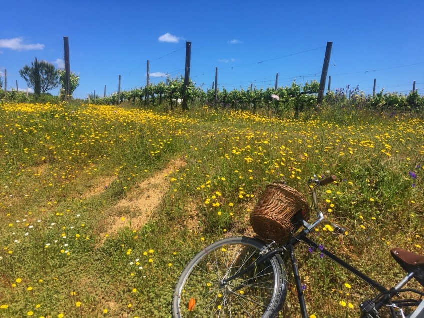 L'AND winery - Wine Paths